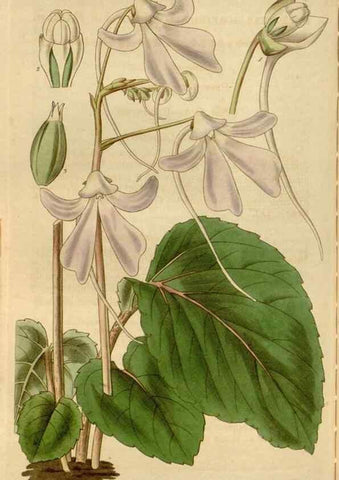 Reproducción/Reproduction 35249214625: Curtis's botanical magazine.. London ; New York [etc.] :Academic Press [etc.]