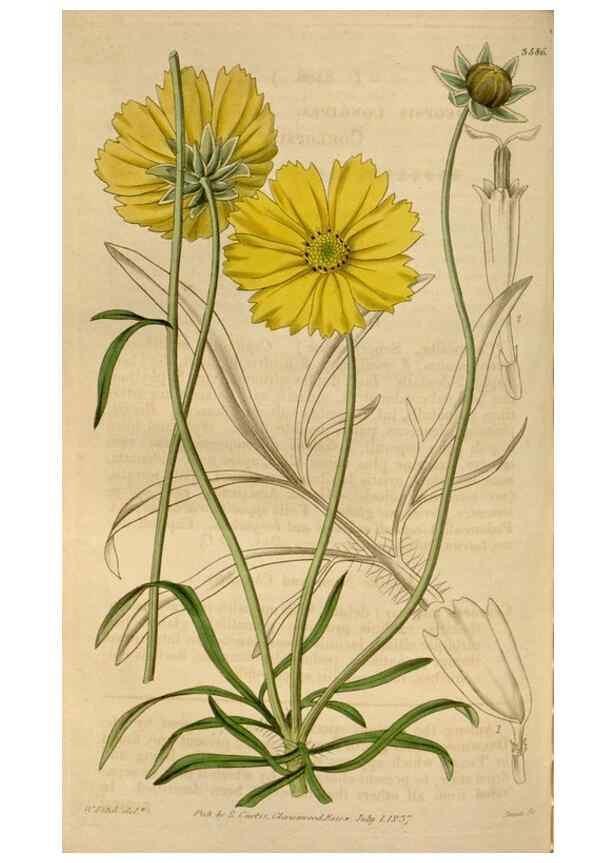 Reproducción/Reproduction 35083889662: Curtis's botanical magazine.. London ; New York [etc.] :Academic Press [etc.]