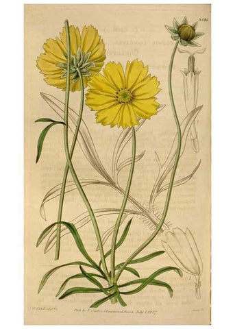 Reproducción/Reproduction 35083889662: Curtis's botanical magazine.. London ; New York [etc.] :Academic Press [etc.]