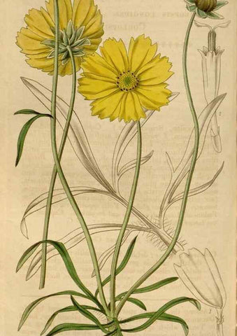 Reproducción/Reproduction 35083889662: Curtis's botanical magazine.. London ; New York [etc.] :Academic Press [etc.]
