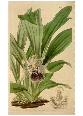 Reproducción/Reproduction 35083887632: Curtis's botanical magazine.. London ; New York [etc.] :Academic Press [etc.]