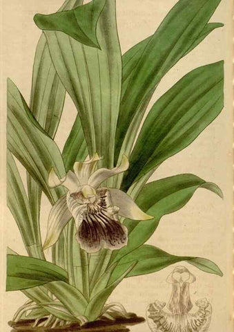 Reproducción/Reproduction 35083887632: Curtis's botanical magazine.. London ; New York [etc.] :Academic Press [etc.]