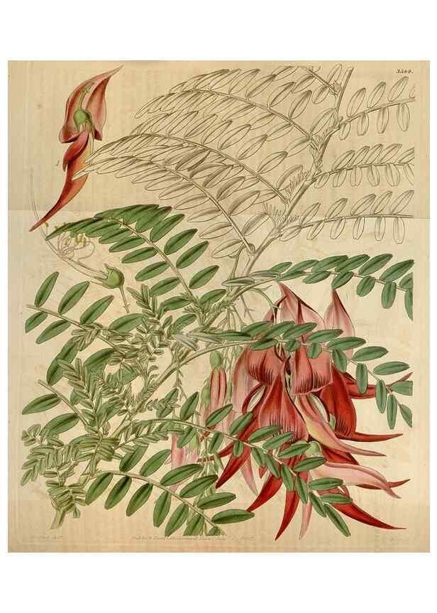 Reproducción/Reproduction 35083885282: Curtis's botanical magazine.. London ; New York [etc.] :Academic Press [etc.]
