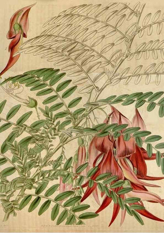 Reproducción/Reproduction 35083885282: Curtis's botanical magazine.. London ; New York [etc.] :Academic Press [etc.]