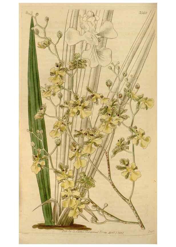 Reproducción/Reproduction 34440152103: Curtis's botanical magazine.. London ; New York [etc.] :Academic Press [etc.]