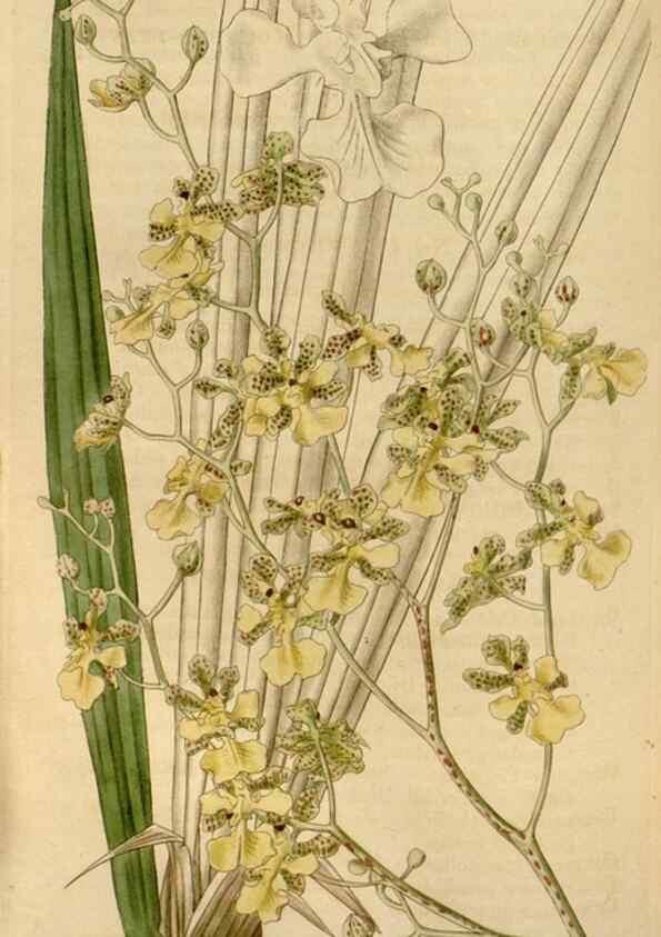 Reproducción/Reproduction 34440152103: Curtis's botanical magazine.. London ; New York [etc.] :Academic Press [etc.]