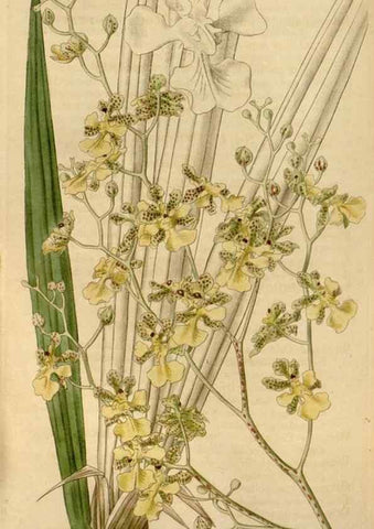 Reproducción/Reproduction 34440152103: Curtis's botanical magazine.. London ; New York [etc.] :Academic Press [etc.]