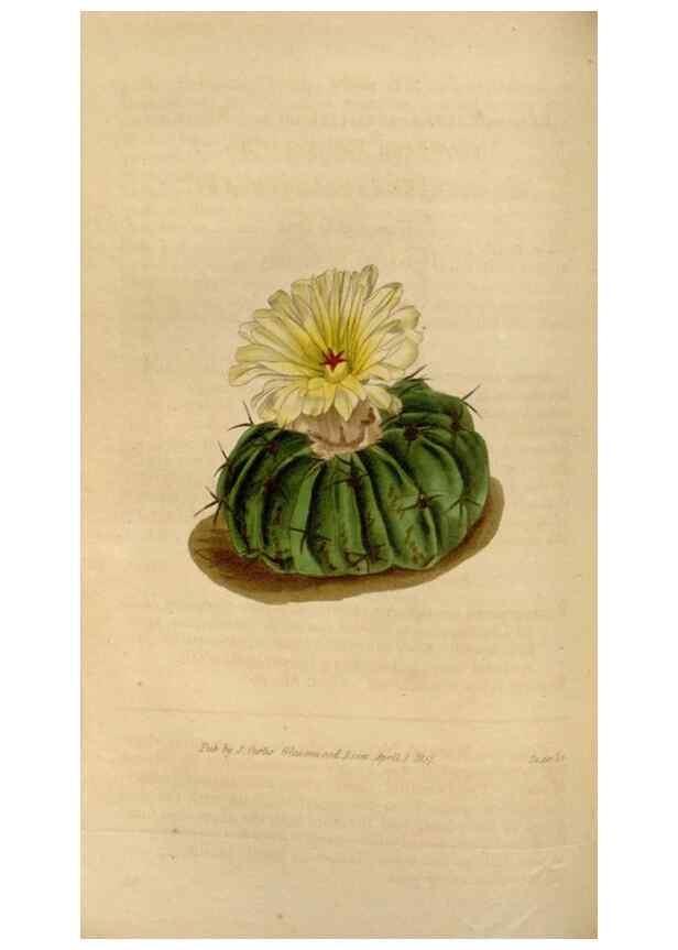 Reproducción/Reproduction 35209299076: Curtis's botanical magazine.. London ; New York [etc.] :Academic Press [etc.]