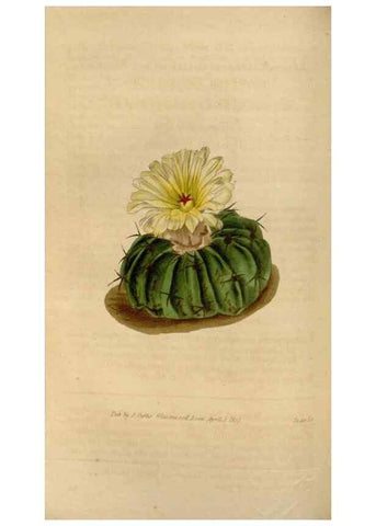 Reproducción/Reproduction 35209299076: Curtis's botanical magazine.. London ; New York [etc.] :Academic Press [etc.]