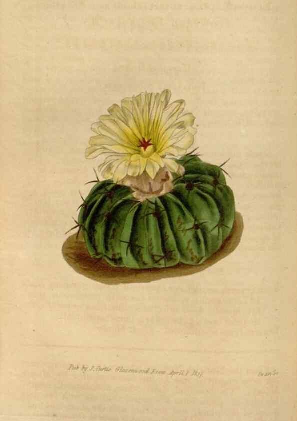 Reproducción/Reproduction 35209299076: Curtis's botanical magazine.. London ; New York [etc.] :Academic Press [etc.]