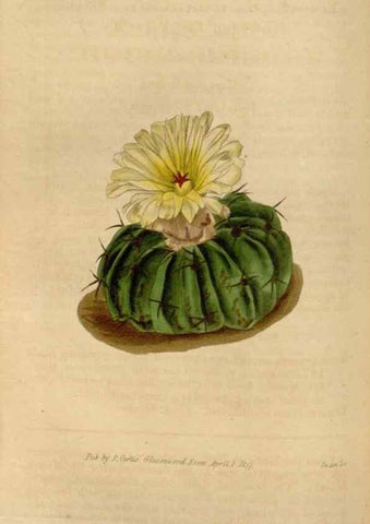 Reproducción/Reproduction 35209299076: Curtis's botanical magazine.. London ; New York [etc.] :Academic Press [etc.]