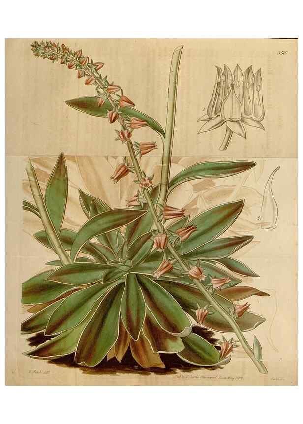 Reproducción/Reproduction 35083867412: Curtis's botanical magazine.. London ; New York [etc.] :Academic Press [etc.]