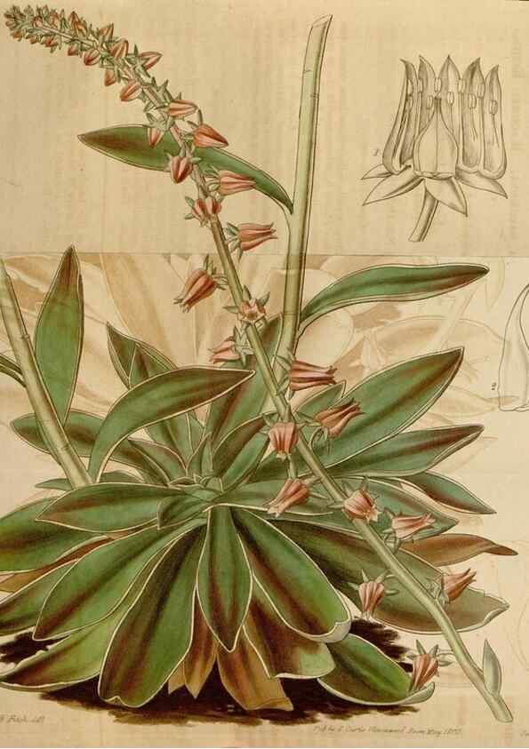 Reproducción/Reproduction 35083867412: Curtis's botanical magazine.. London ; New York [etc.] :Academic Press [etc.]