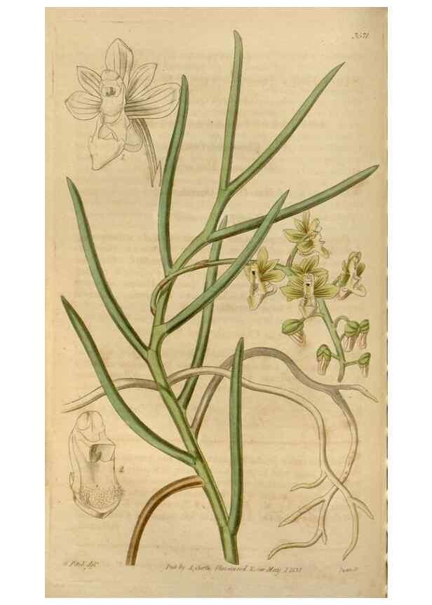 Reproducción/Reproduction 34440161293: Curtis's botanical magazine.. London ; New York [etc.] :Academic Press [etc.]