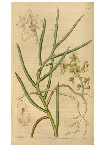 Reproducción/Reproduction 34440161293: Curtis's botanical magazine.. London ; New York [etc.] :Academic Press [etc.]