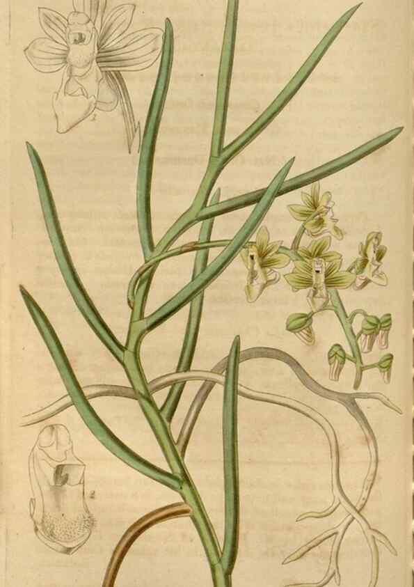 Reproducción/Reproduction 34440161293: Curtis's botanical magazine.. London ; New York [etc.] :Academic Press [etc.]