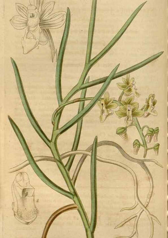Reproducción/Reproduction 34440161293: Curtis's botanical magazine.. London ; New York [etc.] :Academic Press [etc.]