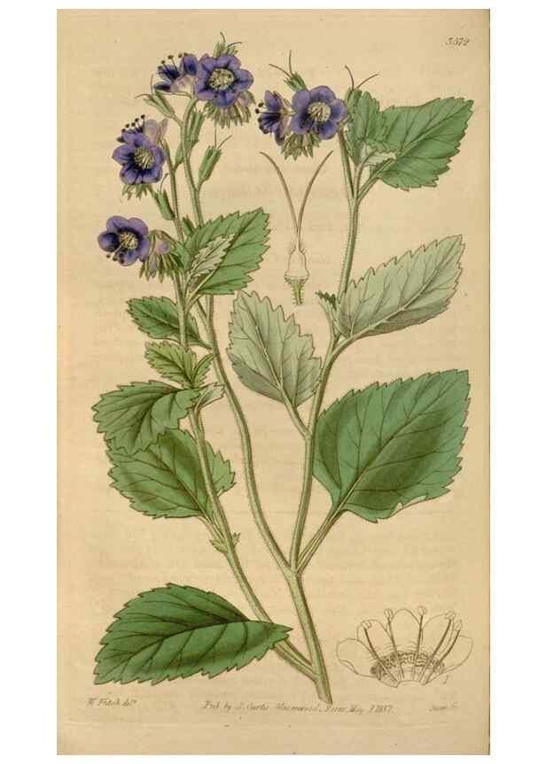 Reproducción/Reproduction 35249175785: Curtis's botanical magazine.. London ; New York [etc.] :Academic Press [etc.]
