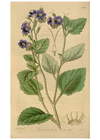 Reproducción/Reproduction 35249175785: Curtis's botanical magazine.. London ; New York [etc.] :Academic Press [etc.]