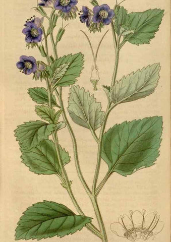 Reproducción/Reproduction 35249175785: Curtis's botanical magazine.. London ; New York [etc.] :Academic Press [etc.]