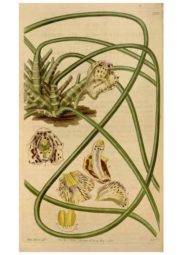 Reproducción/Reproduction 35249177675: Curtis's botanical magazine.. London ; New York [etc.] :Academic Press [etc.]