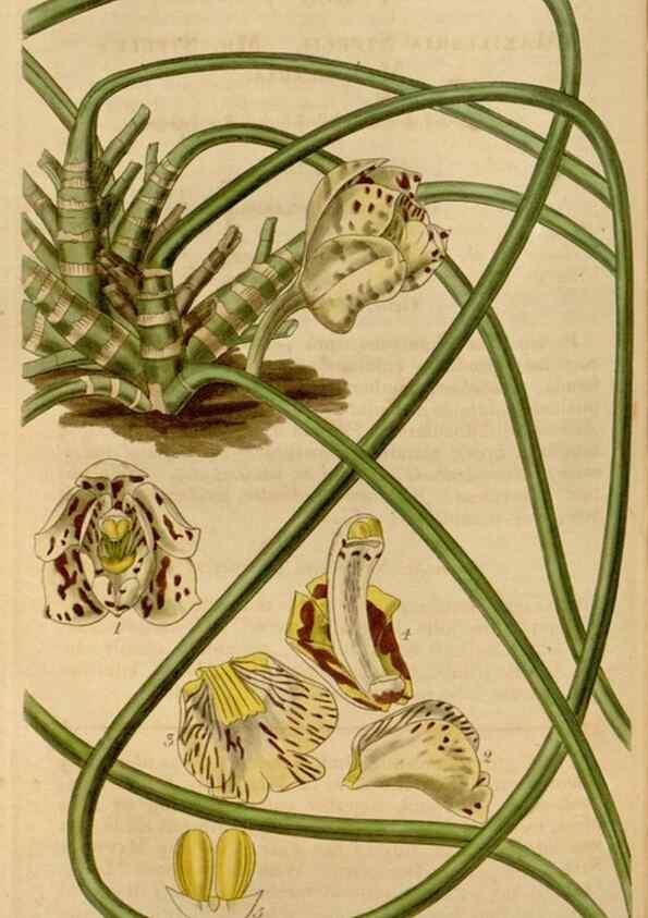 Reproducción/Reproduction 35249177675: Curtis's botanical magazine.. London ; New York [etc.] :Academic Press [etc.]