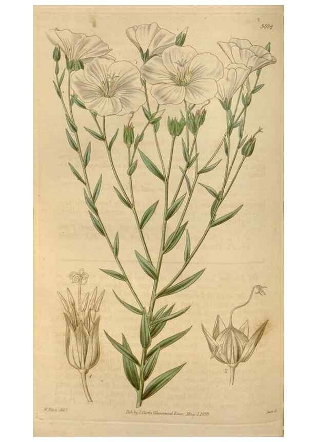 Reproducción/Reproduction 35249179315: Curtis's botanical magazine.. London ; New York [etc.] :Academic Press [etc.]