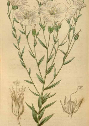 Reproducción/Reproduction 35249179315: Curtis's botanical magazine.. London ; New York [etc.] :Academic Press [etc.]