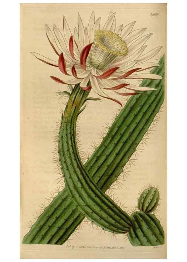 Reproducción/Reproduction 35083854942: Curtis's botanical magazine.. London ; New York [etc.] :Academic Press [etc.]