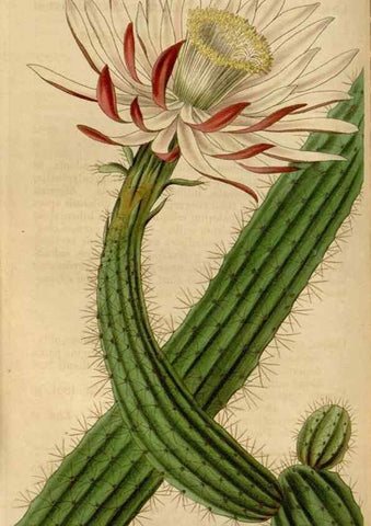 Reproducción/Reproduction 35083854942: Curtis's botanical magazine.. London ; New York [etc.] :Academic Press [etc.]