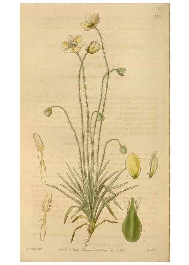 Reproducción/Reproduction 35249180835: Curtis's botanical magazine.. London ; New York [etc.] :Academic Press [etc.]