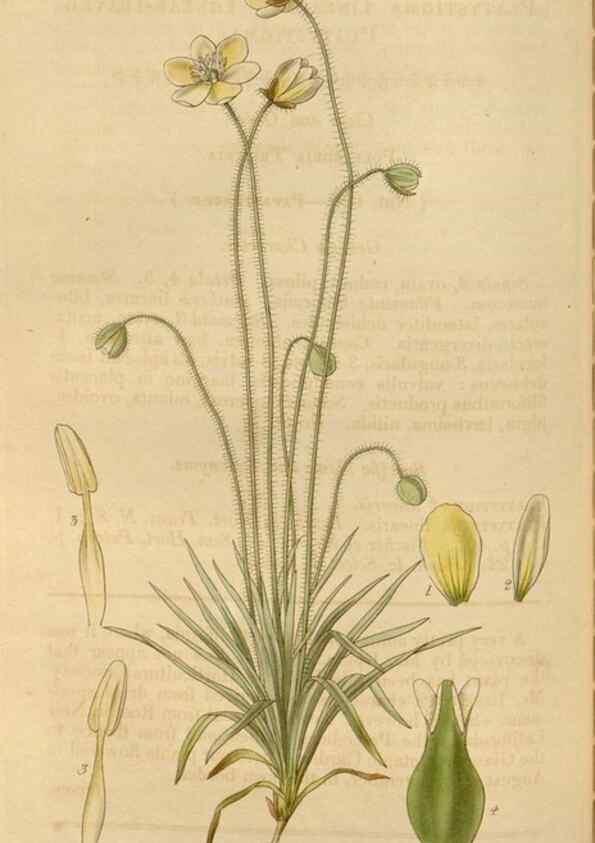 Reproducción/Reproduction 35249180835: Curtis's botanical magazine.. London ; New York [etc.] :Academic Press [etc.]