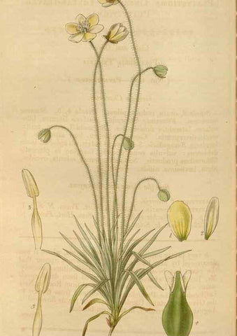 Reproducción/Reproduction 35249180835: Curtis's botanical magazine.. London ; New York [etc.] :Academic Press [etc.]