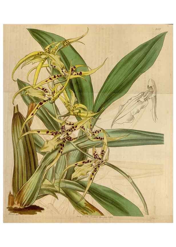 Reproducción/Reproduction 34440180103: Curtis's botanical magazine.. London ; New York [etc.] :Academic Press [etc.]