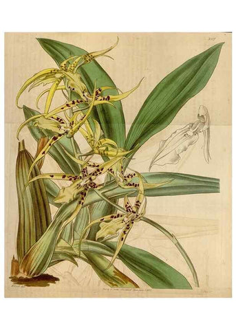 Reproducción/Reproduction 34440180103: Curtis's botanical magazine.. London ; New York [etc.] :Academic Press [etc.]