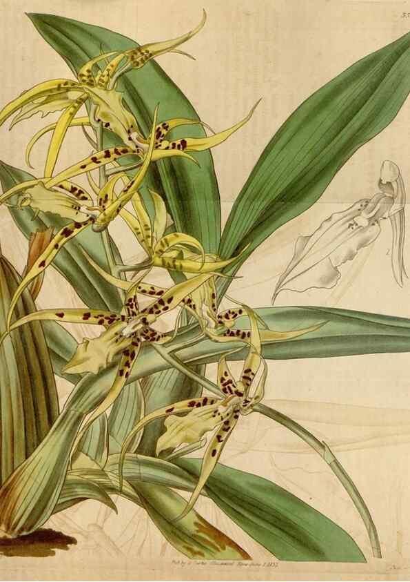 Reproducción/Reproduction 34440180103: Curtis's botanical magazine.. London ; New York [etc.] :Academic Press [etc.]