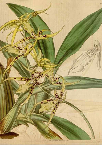 Reproducción/Reproduction 34440180103: Curtis's botanical magazine.. London ; New York [etc.] :Academic Press [etc.]