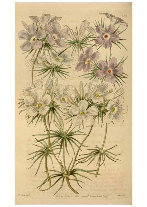 Reproducción/Reproduction 34440182423: Curtis's botanical magazine.. London ; New York [etc.] :Academic Press [etc.]