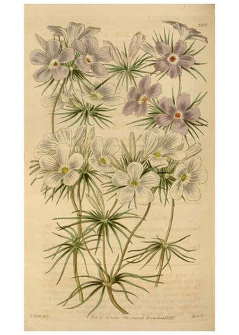 Reproducción/Reproduction 34440182423: Curtis's botanical magazine.. London ; New York [etc.] :Academic Press [etc.]