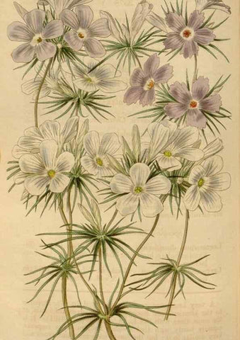 Reproducción/Reproduction 34440182423: Curtis's botanical magazine.. London ; New York [etc.] :Academic Press [etc.]