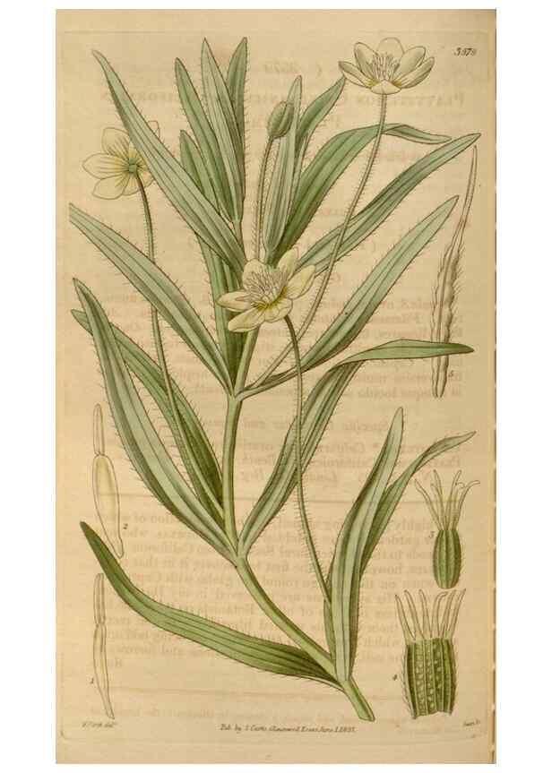 Reproducción/Reproduction 35119499351: Curtis's botanical magazine.. London ; New York [etc.] :Academic Press [etc.]