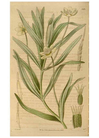Reproducción/Reproduction 35119499351: Curtis's botanical magazine.. London ; New York [etc.] :Academic Press [etc.]