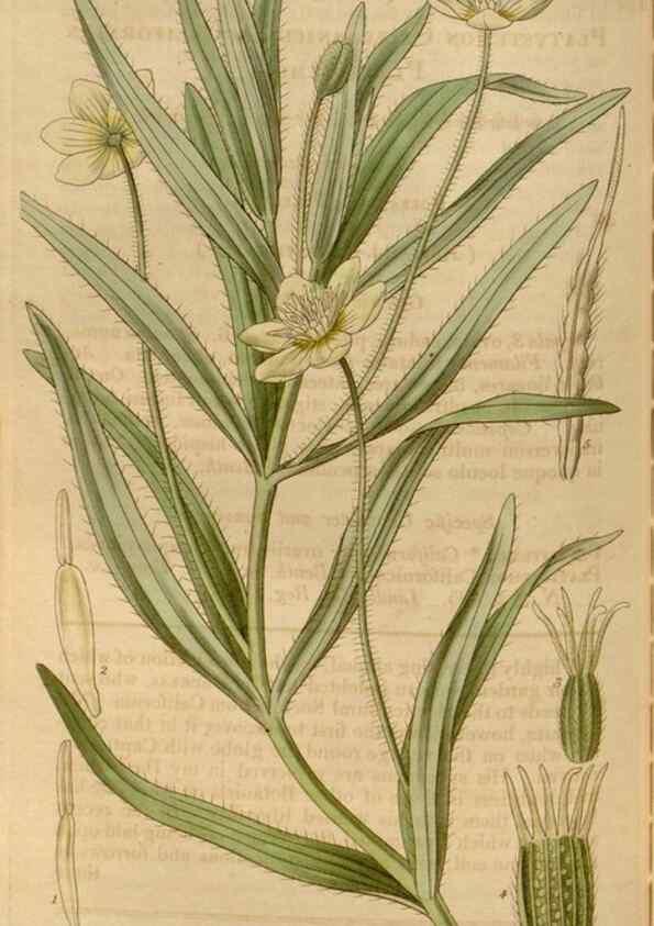Reproducción/Reproduction 35119499351: Curtis's botanical magazine.. London ; New York [etc.] :Academic Press [etc.]