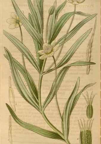 Reproducción/Reproduction 35119499351: Curtis's botanical magazine.. London ; New York [etc.] :Academic Press [etc.]