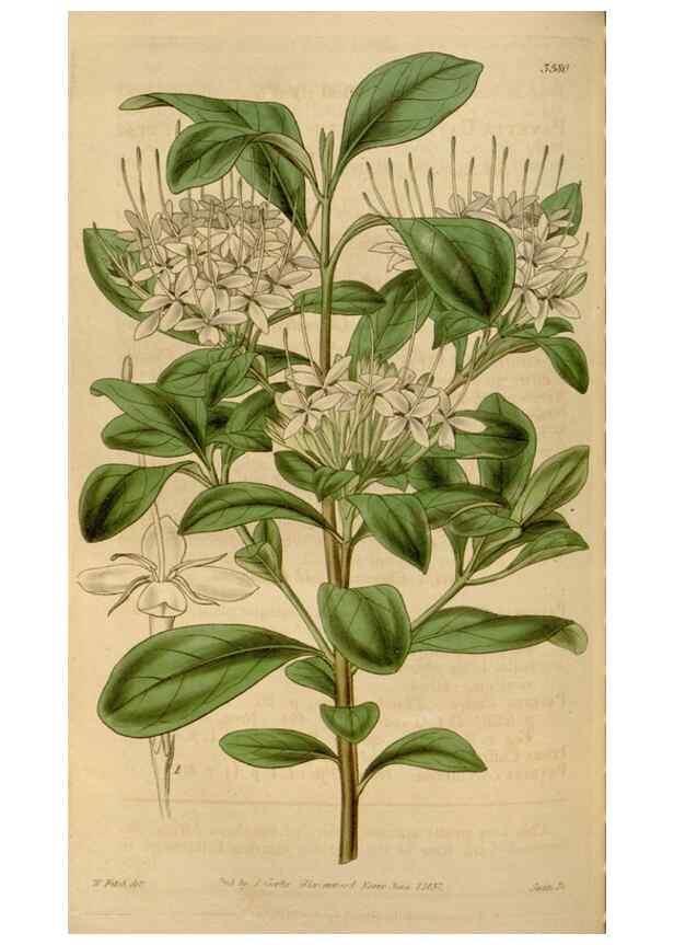 Reproducción/Reproduction 35119500711: Curtis's botanical magazine.. London ; New York [etc.] :Academic Press [etc.]