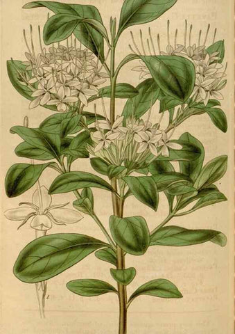 Reproducción/Reproduction 35119500711: Curtis's botanical magazine.. London ; New York [etc.] :Academic Press [etc.]
