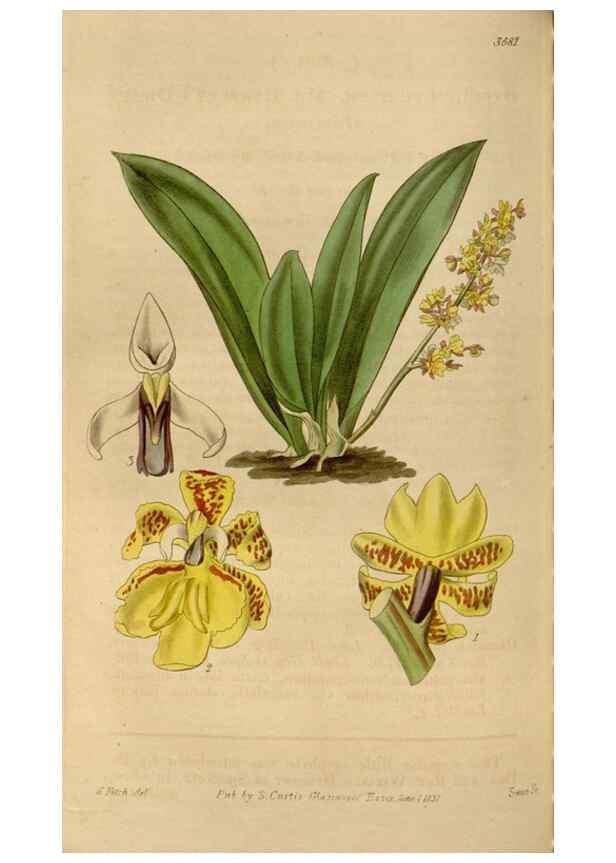 Reproducción/Reproduction 34440188043: Curtis's botanical magazine.. London ; New York [etc.] :Academic Press [etc.]