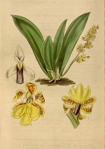 Reproducción/Reproduction 34440188043: Curtis's botanical magazine.. London ; New York [etc.] :Academic Press [etc.]