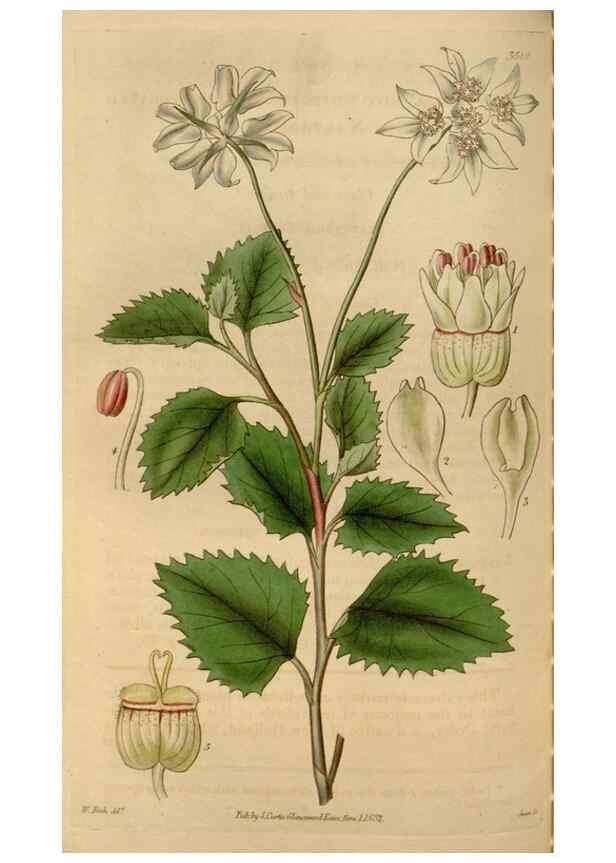 Reproducción/Reproduction 34440189453: Curtis's botanical magazine.. London ; New York [etc.] :Academic Press [etc.]