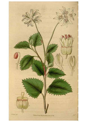 Reproducción/Reproduction 34440189453: Curtis's botanical magazine.. London ; New York [etc.] :Academic Press [etc.]